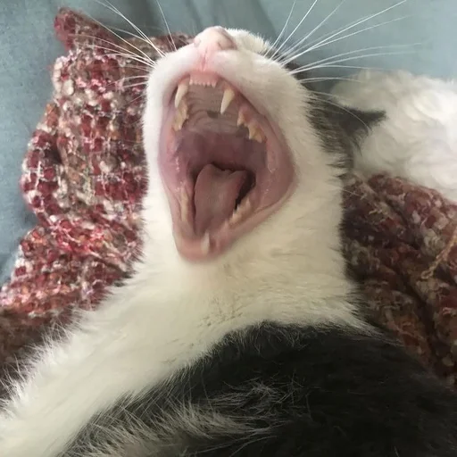 Стикер 😱 из набора Stupid Cattos by