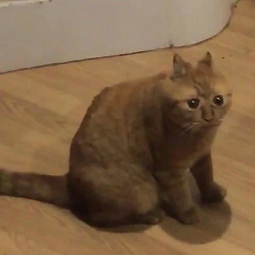 Стикер 😒 из набора Stupid Cattos by