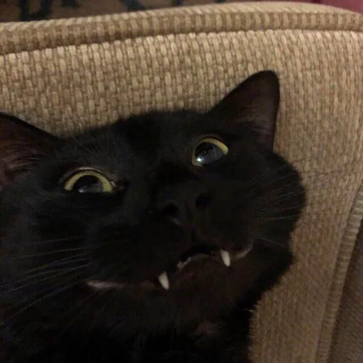 Стикер 🙂 из набора Stupid Cattos by