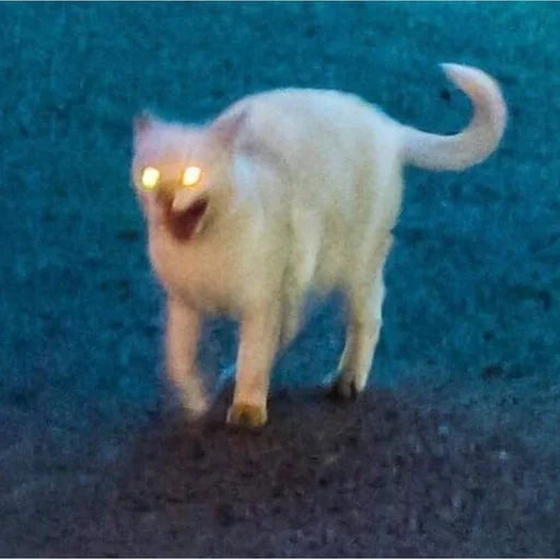 Стикер 😠 из набора Stupid Cattos by