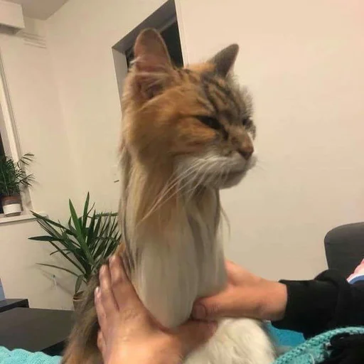 Стикер 🐍 из набора Stupid Cattos by
