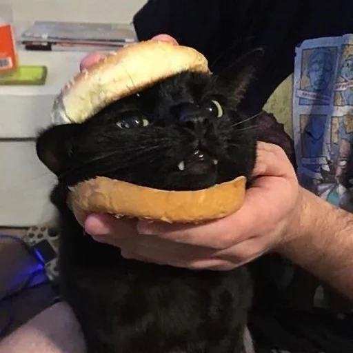 Стикер 🍔 из набора Stupid Cattos by