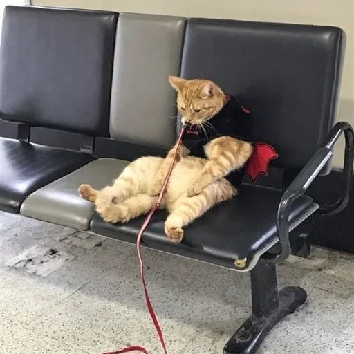 Стикер 😢 из набора Stupid Cattos by