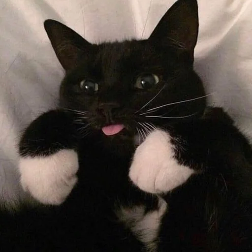 Стикер 😛 из набора Stupid Cattos by