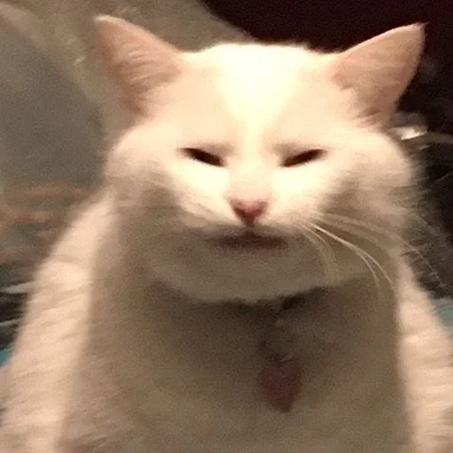 Стикер ☺️ из набора Stupid Cattos by