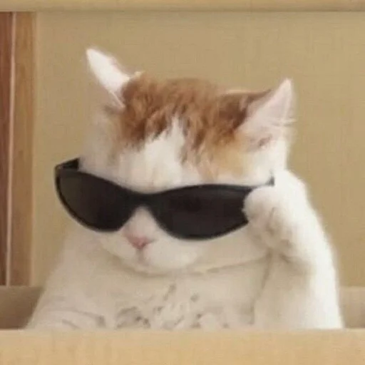 Стикер 😎 из набора Stupid Cattos by