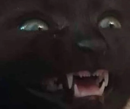 Стикер 😱 из набора Stupid Cattos by