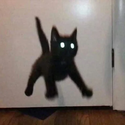 Стикер 😳 из набора Stupid Cattos by
