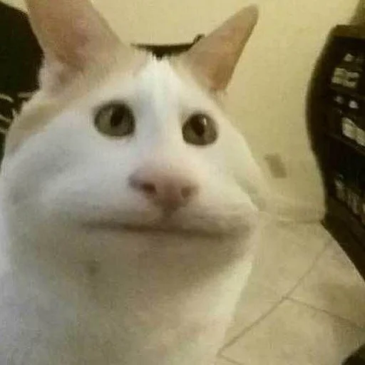 Стикер 😒 из набора Stupid Cattos by