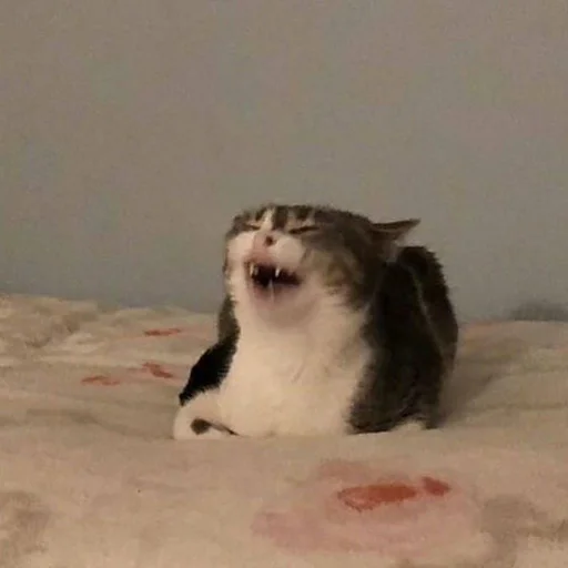 Стикер 😂 из набора Stupid Cattos by