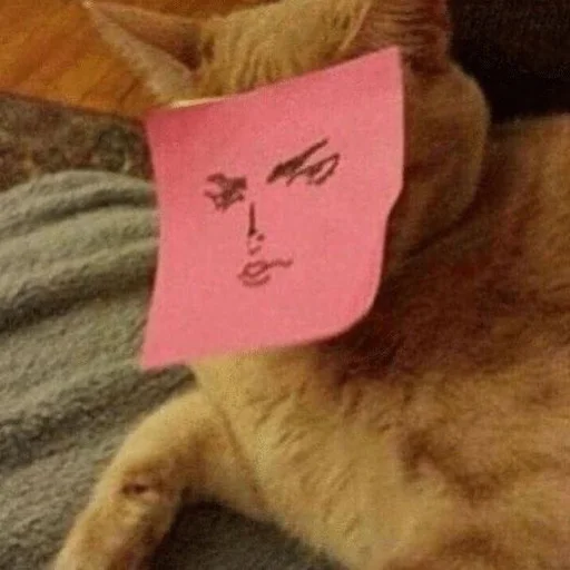 Стикер 😠 из набора Stupid Cattos by