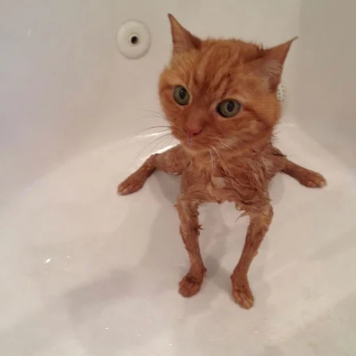 Стикер 💪 из набора Stupid Cattos by