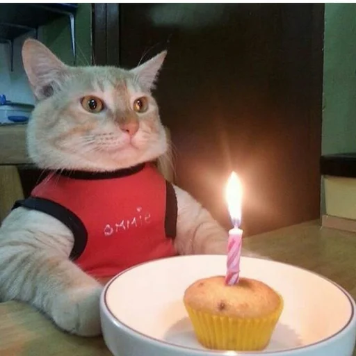 Стикер 🍰 из набора Stupid Cattos by