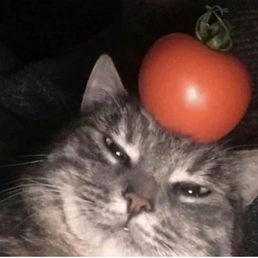 Стикер 🍅 из набора Stupid Cattos by