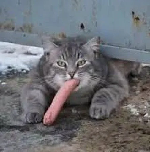Стикер 🥕 из набора Stupid Cattos by