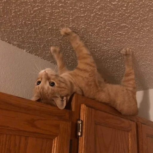 Стикер 🙃 из набора Stupid Cattos by