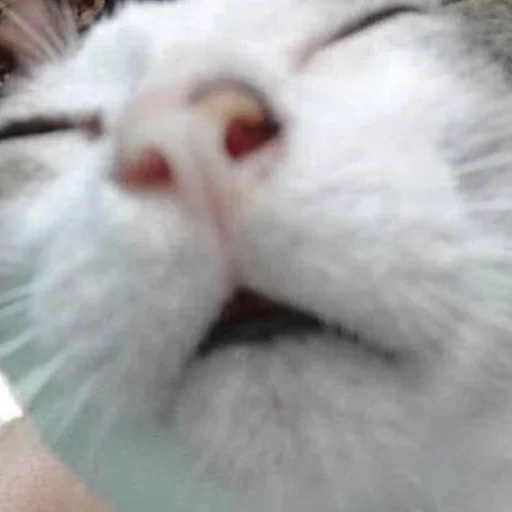 Стикер 😴 из набора Stupid Cattos by