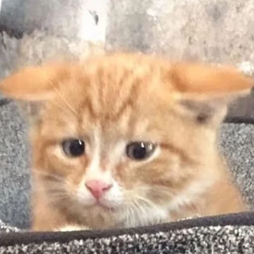 Стикер 😕 из набора Stupid Cattos by