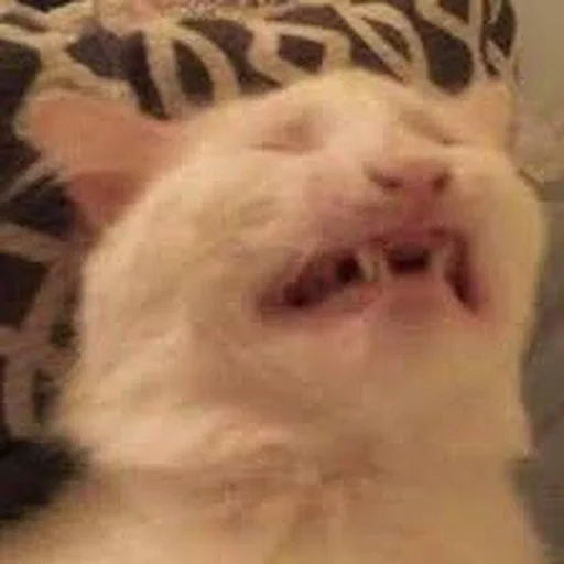 Стикер 😖 из набора Stupid Cattos by