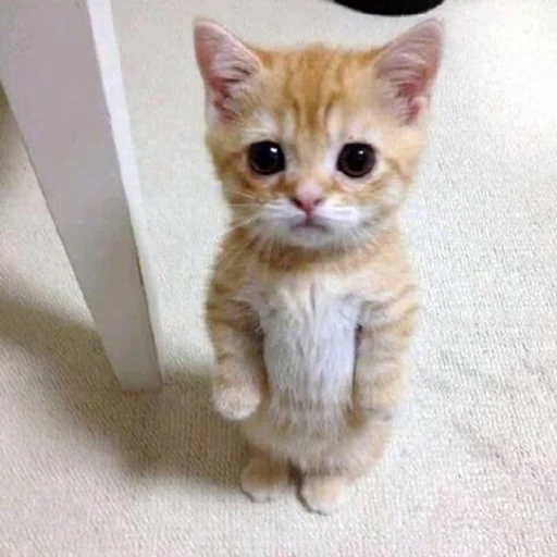 Стикер 🥺 из набора Stupid Cattos by