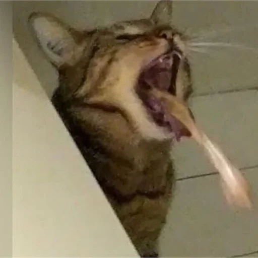 Стикер 🤢 из набора Stupid Cattos by