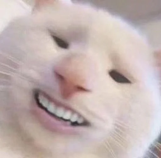 Стикер 😁 из набора Stupid Cattos by
