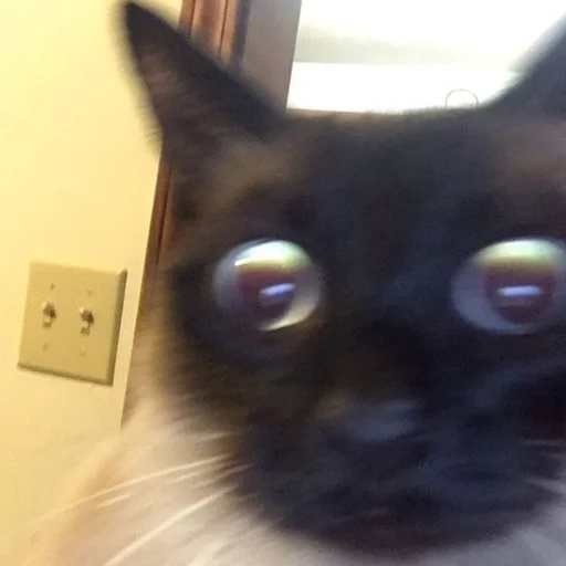 Стикер 😳 из набора Stupid Cattos by