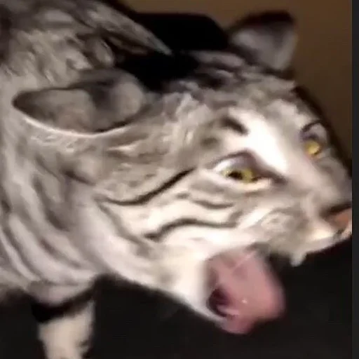 Стикер 🤢 из набора Stupid Cattos by