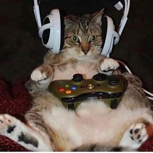 Стикер 🎮 из набора Stupid Cattos by