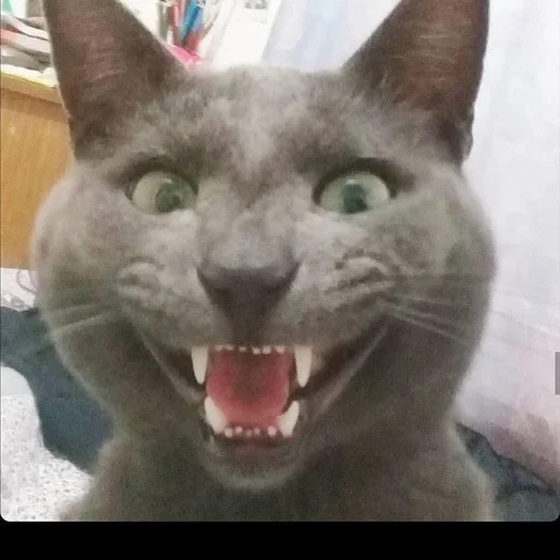 Стикер 😂 из набора Stupid Cattos by