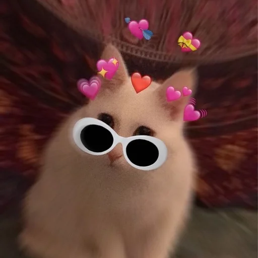 Стикер 😎 из набора Stupid Cattos by