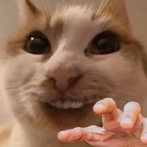 Стикер 😍 из набора Stupid Cattos by