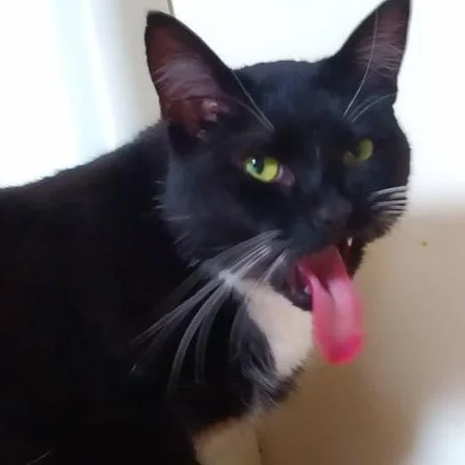 Стикер 🤢 из набора Stupid Cattos by