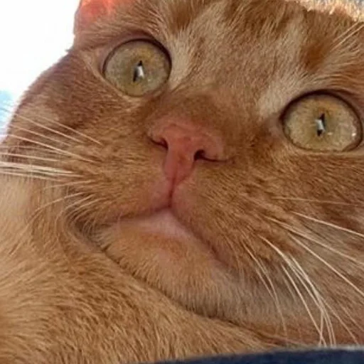 Стикер 😳 из набора Stupid Cattos by