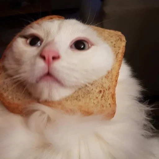Стикер 🍞 из набора Stupid Cattos by