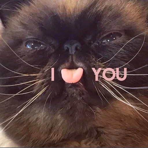 Стикер ❤️ из набора Stupid Cattos by