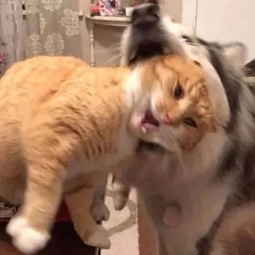 Стикер 😘 из набора Stupid Cattos by