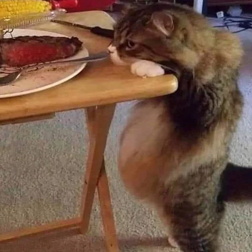 Стикер 🍔 из набора Stupid Cattos by