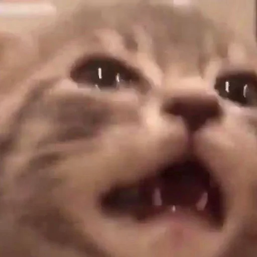 Стикер 😭 из набора Stupid Cattos by