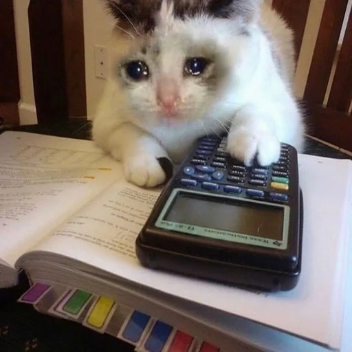 Стикер 👨‍🎓 из набора Stupid Cattos by