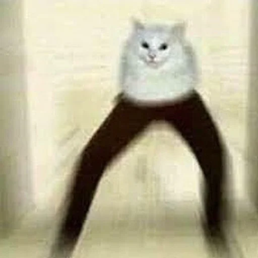 Стикер 😳 из набора Stupid Cattos by