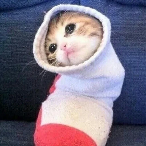 Стикер 🐍 из набора Stupid Cattos by