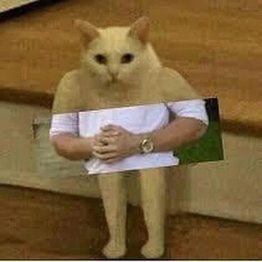 Стикер 😐 из набора Stupid Cattos by