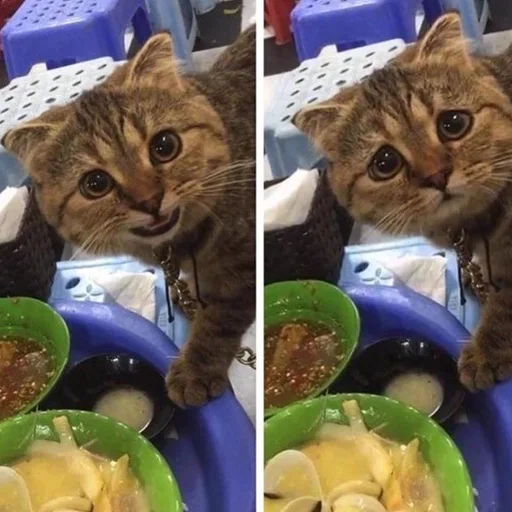 Стикер 🙂 из набора Stupid Cattos by