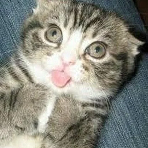 Стикер 🤪 из набора Stupid Cattos by