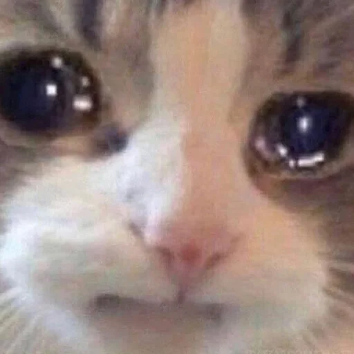Стикер 😭 из набора Stupid Cattos by
