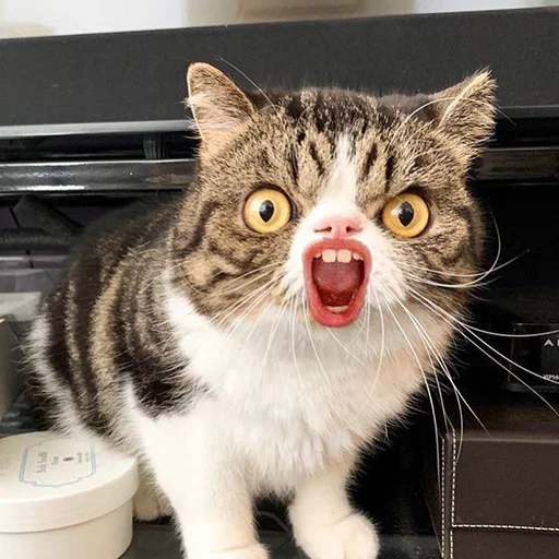 Стикер 😳 из набора Stupid Cattos by