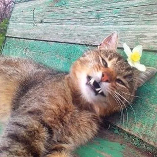 Стикер 😅 из набора Stupid Cattos by