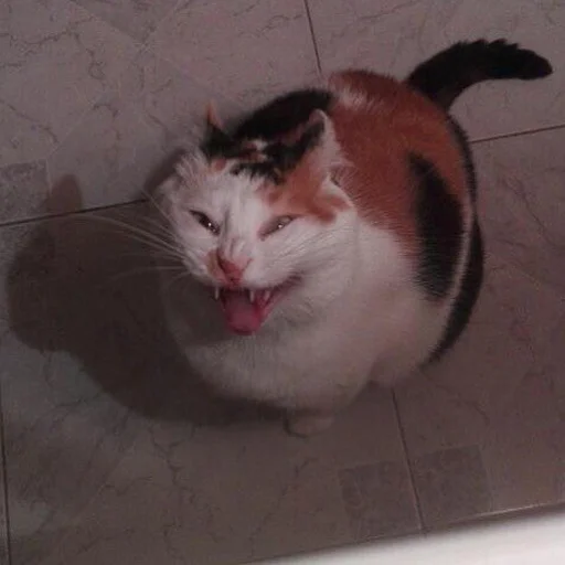 Стикер 😂 из набора Stupid Cattos by