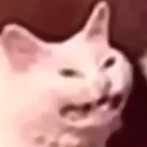 Стикер 😬 из набора Stupid Cattos by